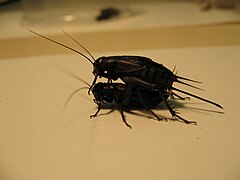 A pair of fall field crickets, Gryllus pennsylvanicus, mating