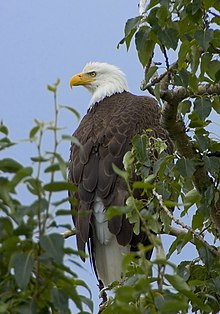 The bald eagle is the national bird of the United States and appears on its Great Seal. The bald eagle's range includes all of the contiguous United States and Alaska. Haliaeetus leucocephalus-tree-USFWS.jpg
