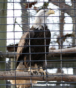 Injured Bald eagle (Haliaeetus leucocephalus) ...