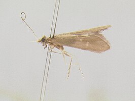 Helicopsyche breviterga