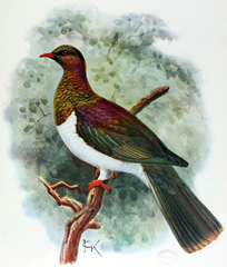 Subsp. spadicea (John Gerrard Keulemans, 1907)