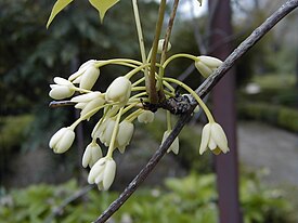 Цветки Holboellia coriacea