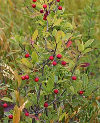 Ilex mucronata[en]