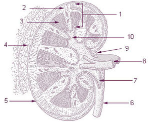 Picture of kidney