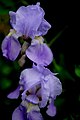 Iris-spring-twin-flowers ForestWander.JPG