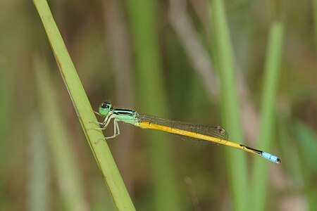 Ischnura rubilio (ആൺതുമ്പി)