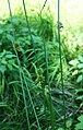 Flatter-Simse (Juncus effusus)