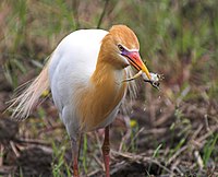 Botswana National Bird