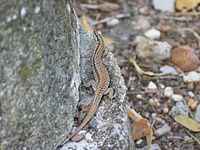 Lézard