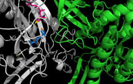 Активный центр между двумя мономерами глутаминсинтетазы Salmonella typhimurium. Сайты связывания катионов окрашены в жёлтый и оранжевый цвета; АДФ — розовый; фосфинотрицин (необратимый ингибитор) имеет синий цвет.[1]