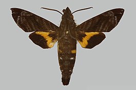 Macroglossum multifascia