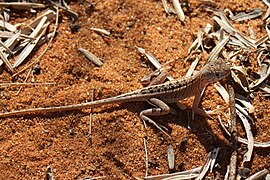 Madagaskarleguaan (Chalarodon madagascariensis)