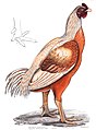 Malabar cock