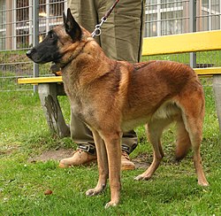 Belgický ovčák malinois