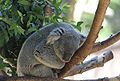 Maloo (nació el 10 de abril, 2001) es un koala de Queensland