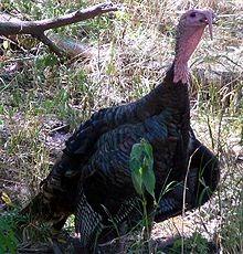A male wild turkey