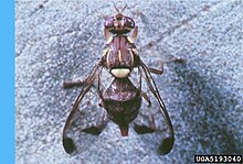 Melon fly (Bactrocera cucurbitae) 03.jpg