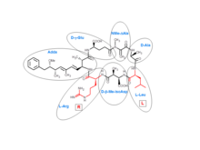 The chemical composition of microcystin-LR, made up of 7 amino acids