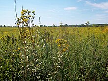 Tallgrass prairie flora (Midewin National Tallgrass Prairie) Midewin1.JPG