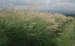 Miscanthus sinensis ja01. jpg