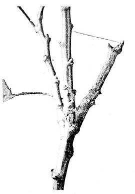 Fig. 8. Caterpillar of Early Thorn.