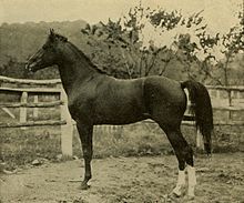 Vieille photo d'un cheval sombre vu de profil