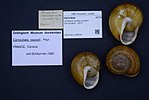 Miniatura para Tacheocampylaea raspaili