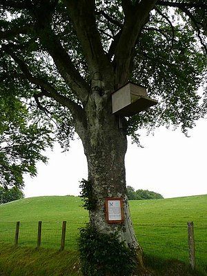 English: Nest box for a barn owl According to ...
