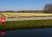 El campo con tulipanes en los Oosterduinen