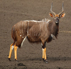 Nyala, male.jpg