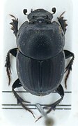 Onthophagus taurus.