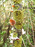 Miniatura para Sendero del río Majaceite