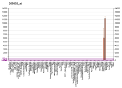 PBB GE CYP17A1 205502 в формате fs.png