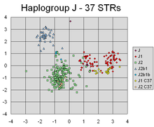 A principal components analysis scatterplot of Y-STR haplotypes calculated from repeat-count values for 37 Y-chromosomal STR markers from 354 individuals.
PCA has successfully found linear combinations of the markers that separate out different clusters corresponding to different lines of individuals' Y-chromosomal genetic descent. PCA of Haplogroup J using 37 STRs.png