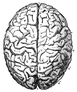 PSM V26 D768 Brain of gauss