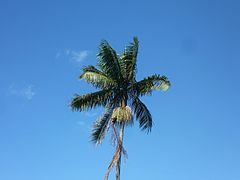 Chioma di una palma sullo sfondo di un cielo blu