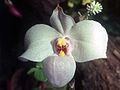 Pakalnutinė raibuolė (Paphiopedilum delenatii)