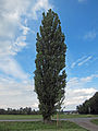 Populus nigra 'Italica'?