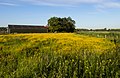 Park Lingezegen, granja con malas hierbas de color amarillo