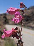 Flowers of Penstemon floridus