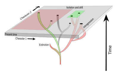 A comparison of phylogenetic and phenetic (character-based) concepts Phylogenetics.svg