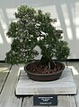 Pinus thunbergii bonsai