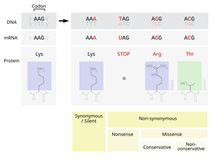 Point mutations classified by impact on protein Point mutations-en.png