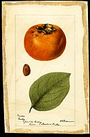 Image of the Godbey variety of persimmons (scientific name: Diospyros), with this specimen originating in Waldo, Alachua County, Florida, United States.