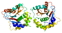 Белок UCHL1 PDB 2etl.png