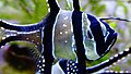 Close up body of Banggai cardinalfish in aquarium