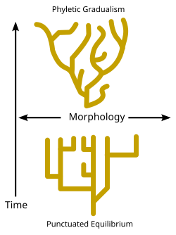 Phyletic gradualism, above, consists of relatively slow change over geological time. Punctuated equilibrium, bottom, consists of morphological stability and rare, relatively rapid bursts of evolutionary change. Punctuated-equilibrium.svg