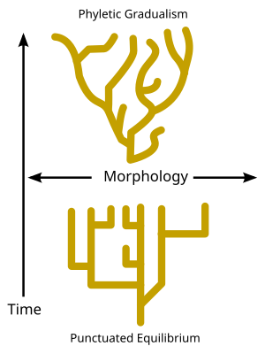 Phyletic gradualism, top, would consist of steady evolutionary change in small steps, in contrast to punctuated equilibrium Punctuated-equilibrium.svg