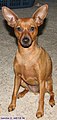 Red miniature pinscher.jpg