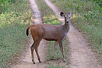 Femia no Parque Nacional Kanha, Madhya Pradesh, India